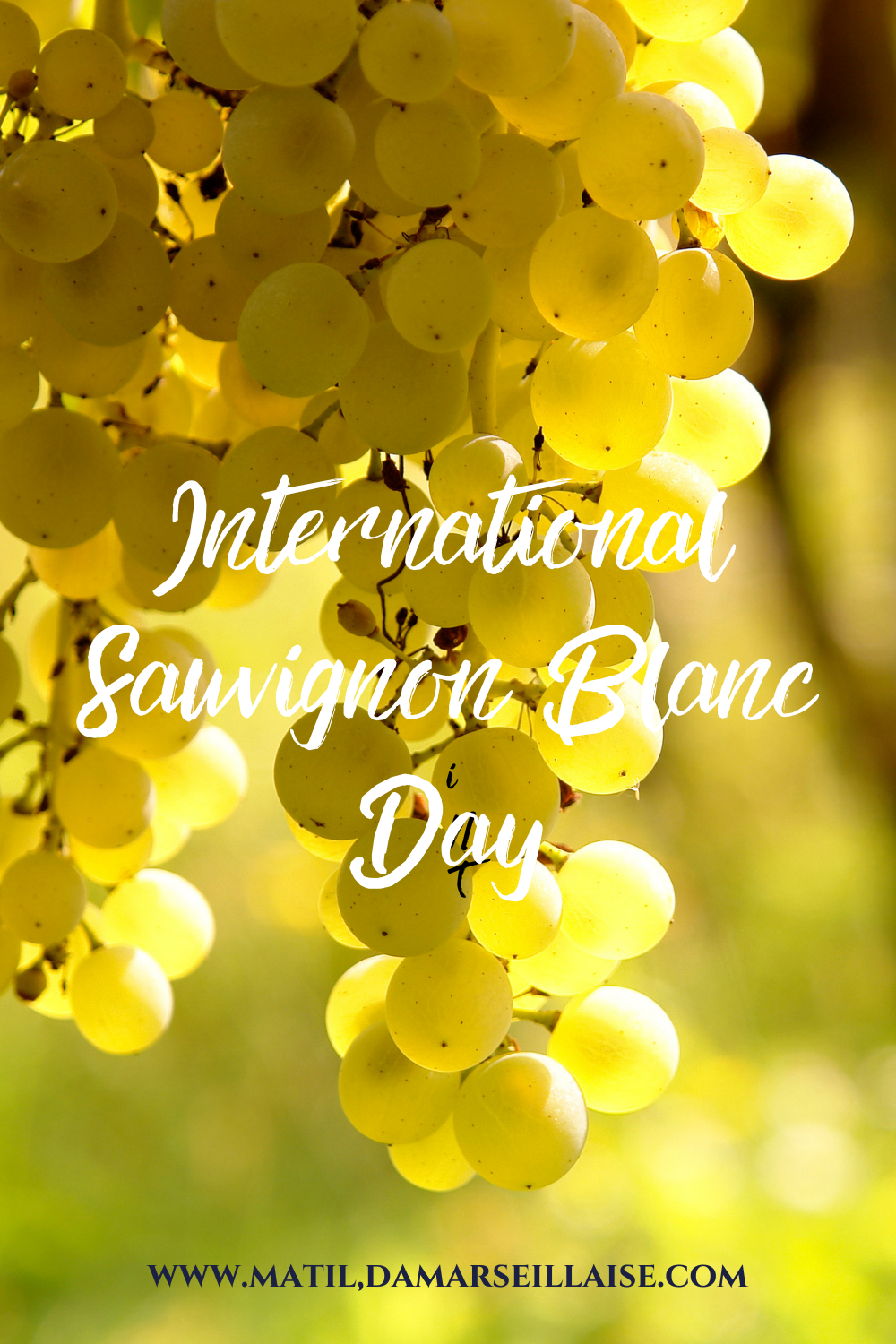 International Sauvignon Blanc Day all about sauvignon blanc and which