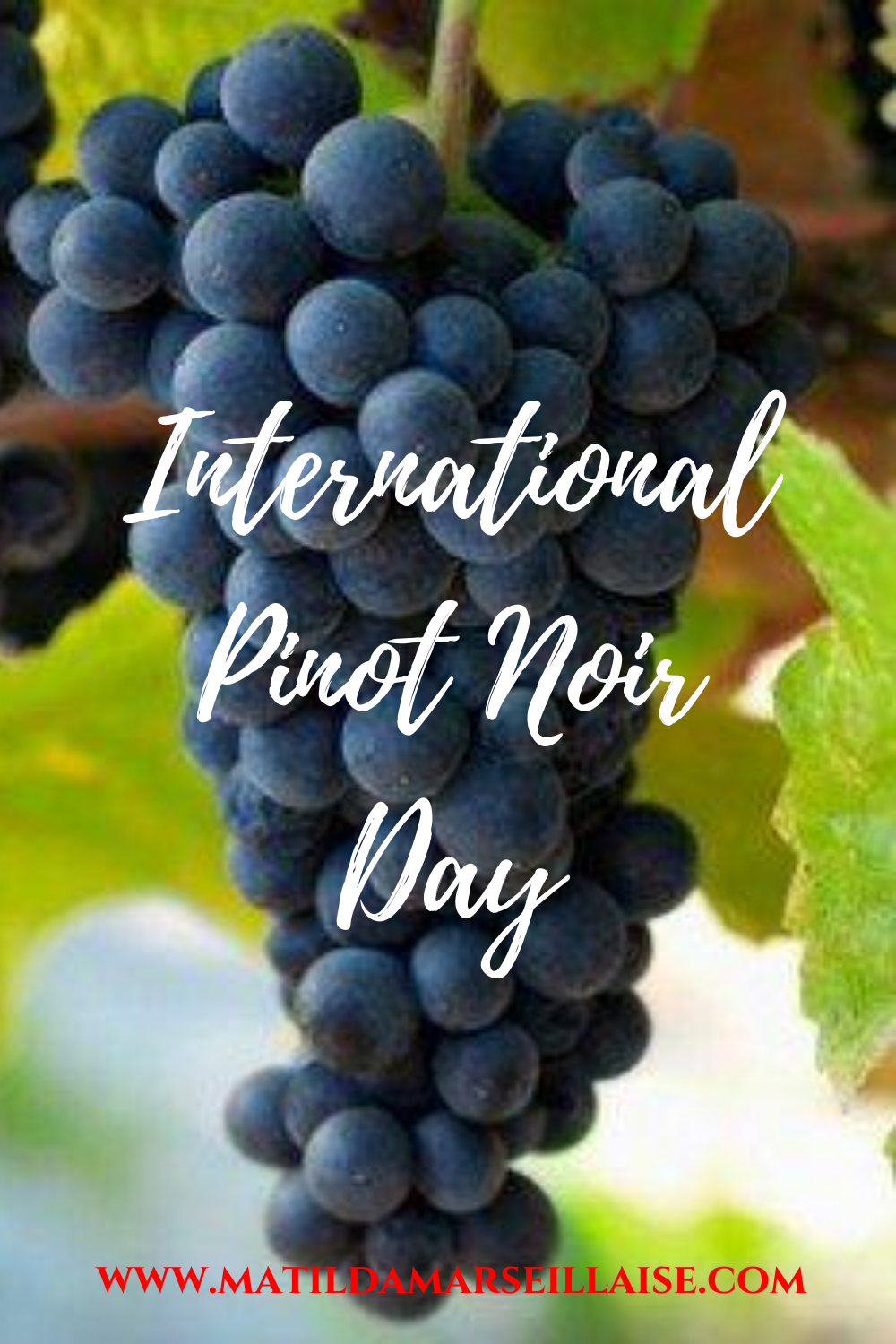 Today is International Pinot Noir Day! Matilda Marseillaise