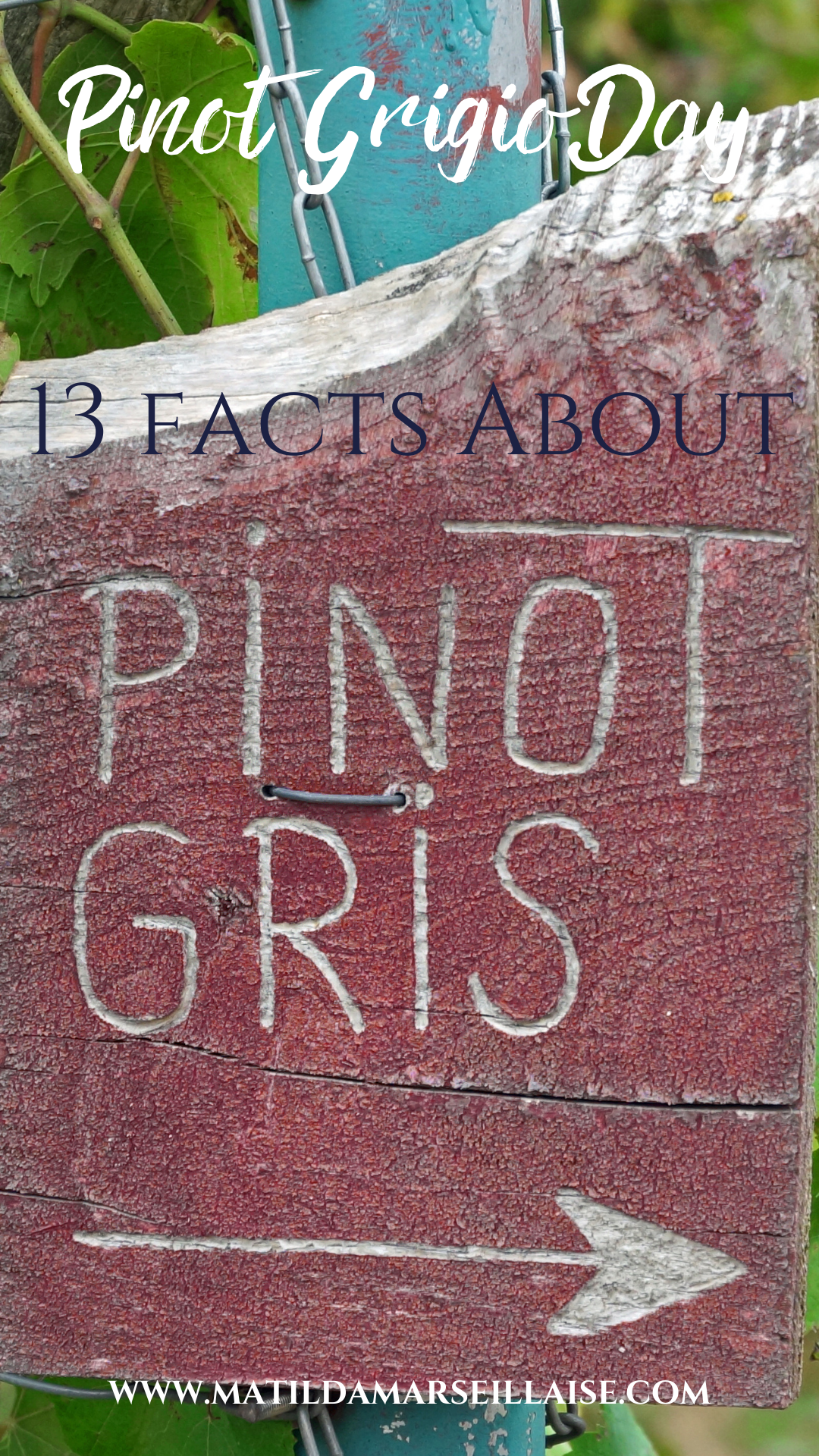 Pinot Grigio Day 2022: 13 Facts about Pinot Gris