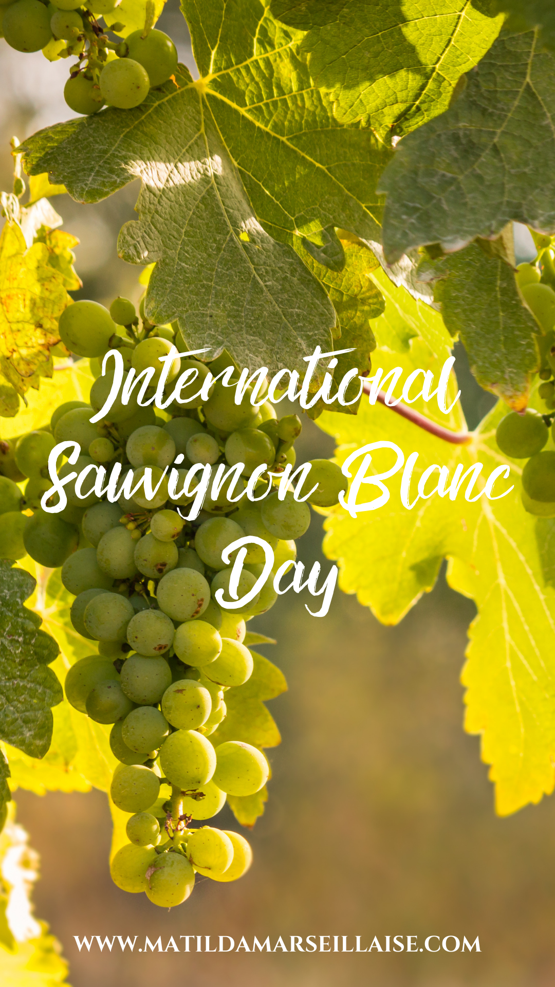 International Sauvignon Blanc Day 2022: 13 Facts about Sauvignon Blanc