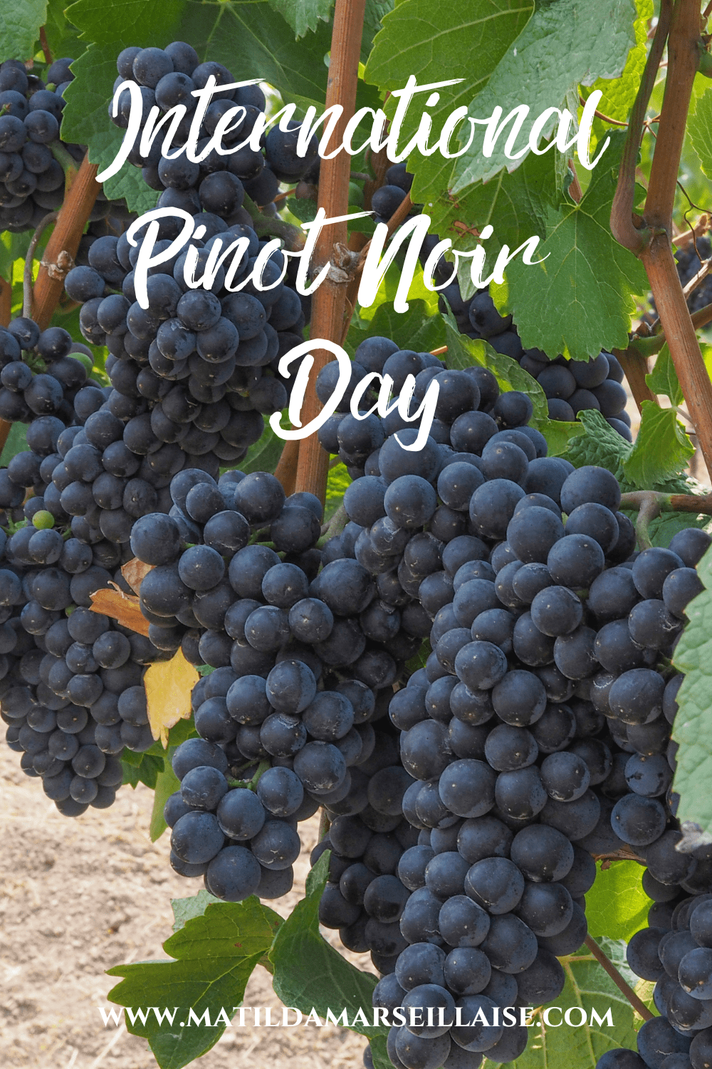 International Pinot Noir Day 2022 discover 15 facts and which wines to