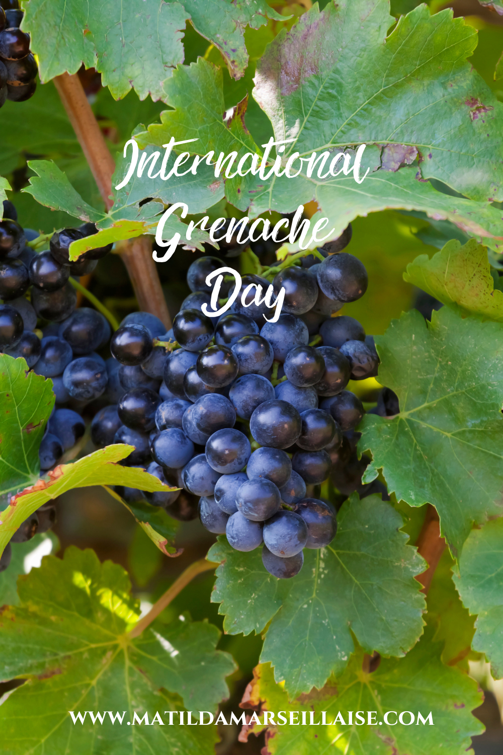 Happy International Grenache Day 2022